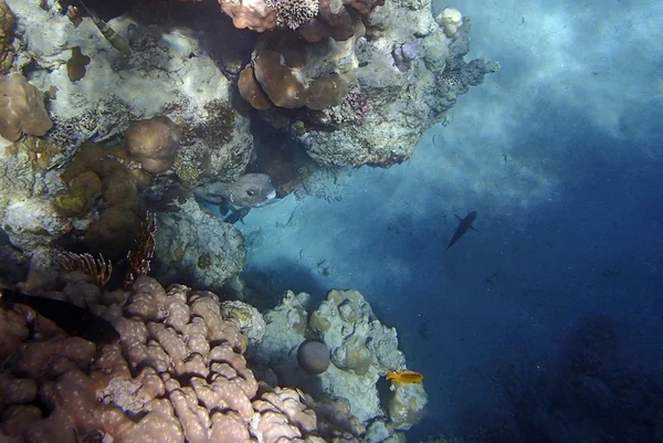 Erstaunliches Schnorcheln im Roten Meer — Stockfoto