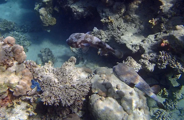 Increíble mar rojo snorkel — Foto de Stock