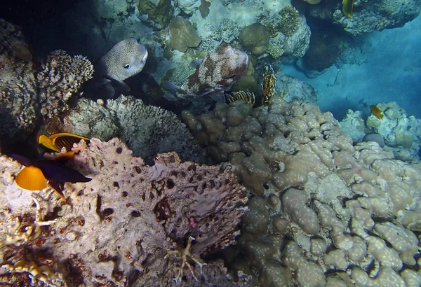 Καταπληκτικό Ερυθρά θάλασσα ψαροντούφεκο — Φωτογραφία Αρχείου