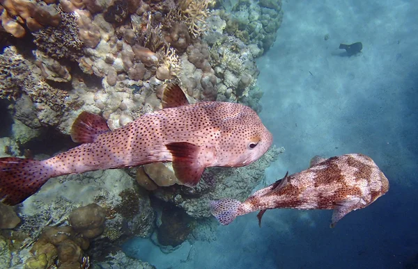 Incredibile snorkeling mare rosso — Foto Stock