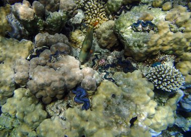 Kızıl Deniz macera