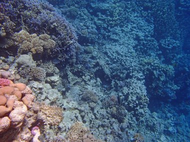 Kızıl Deniz macera