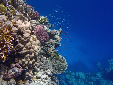 Sualtı yaban hayatı