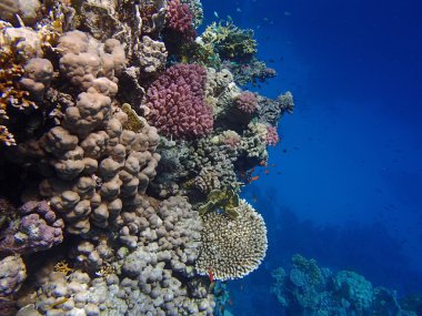 Sualtı yaban hayatı