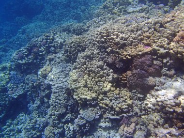 Sualtı yaban hayatı