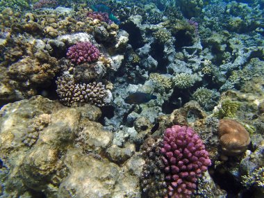 Sualtı yaban hayatı