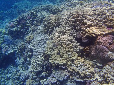 Sualtı yaban hayatı