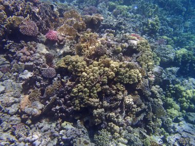 Sualtı yaban hayatı