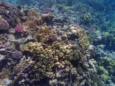 Sualtı yaban hayatı