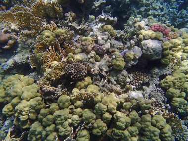 Sualtı yaban hayatı