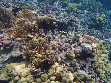 Sualtı yaban hayatı