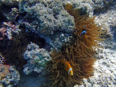 palyaço balığı ve anemon çiçeği