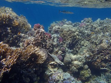 Sualtı yaban hayatı