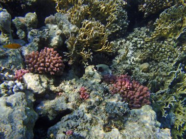 Sualtı yaban hayatı