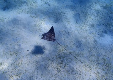 eagleray