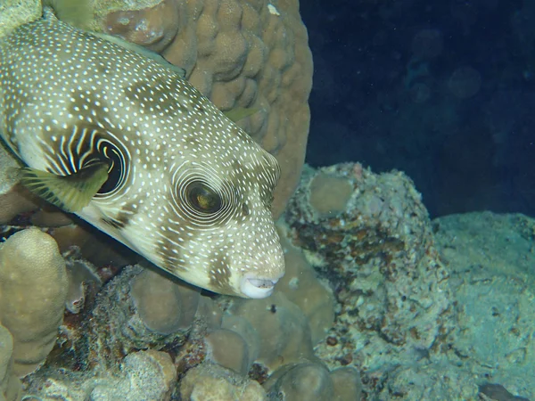 Incredibile snorkeling mare rosso — Foto Stock