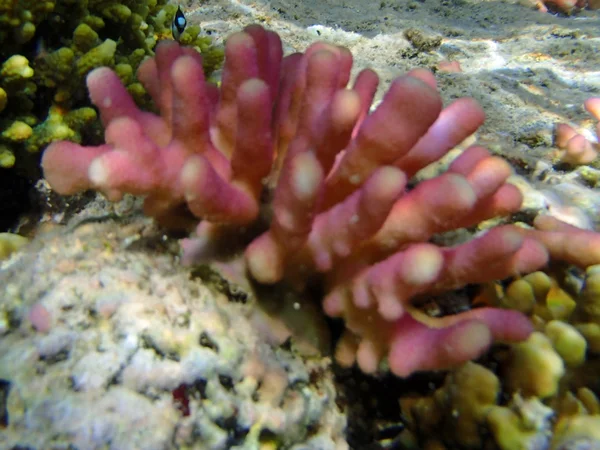 Amazing red sea snorkeling — Stock Photo, Image