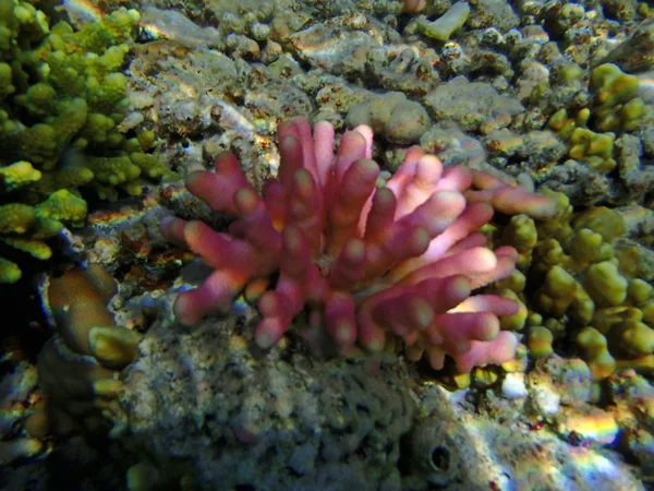 Amazing red sea snorkeling — Stock Photo, Image