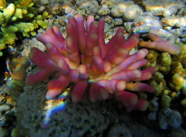Snorkeling mar vermelho incrível — Fotografia de Stock