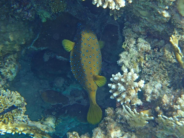 Avventura mare rosso — Foto Stock