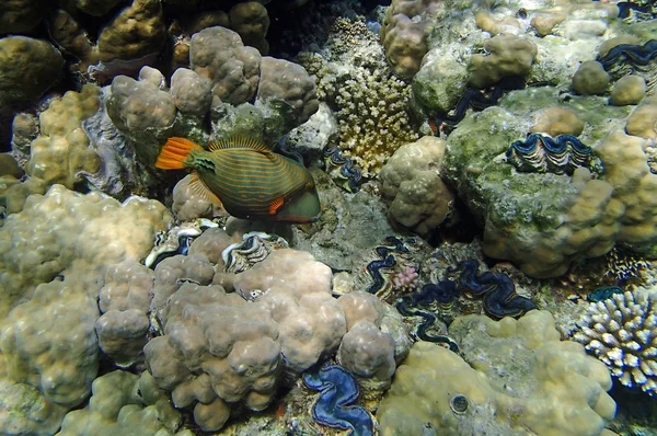 Red sea adventure — Stock Photo, Image