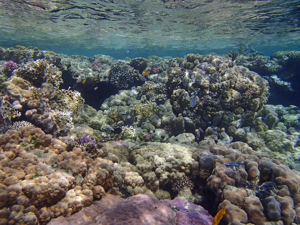 Red sea adventure — Stock Photo, Image