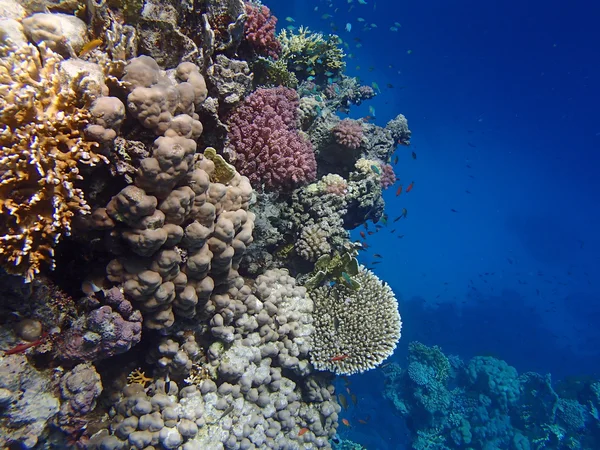 stock image underwater wildlife