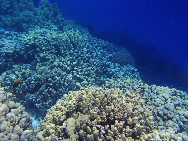 Underwater wildlife — Stock Photo, Image