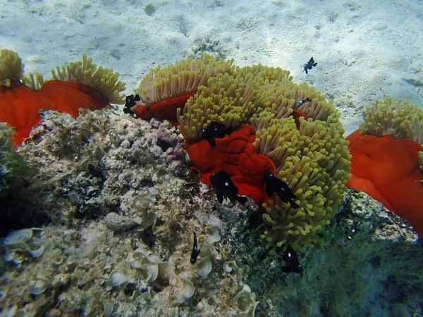 Clownfish και ανεμώνη — Φωτογραφία Αρχείου