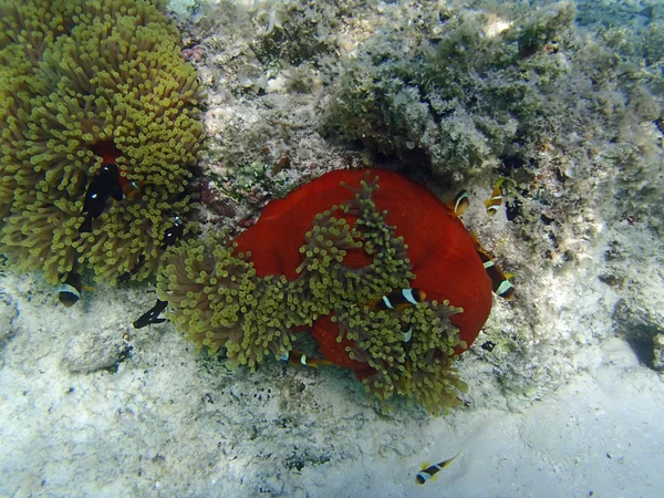 Clownfish και ανεμώνη — Φωτογραφία Αρχείου