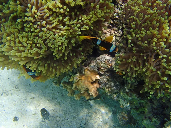 Clownfish και ανεμώνη — Φωτογραφία Αρχείου