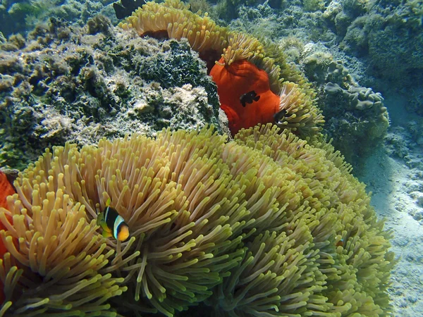 Clownfish και ανεμώνη — Φωτογραφία Αρχείου