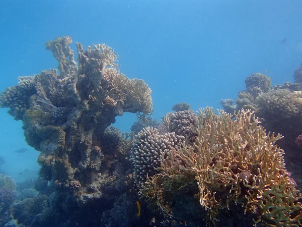 Faune sous-marine — Photo