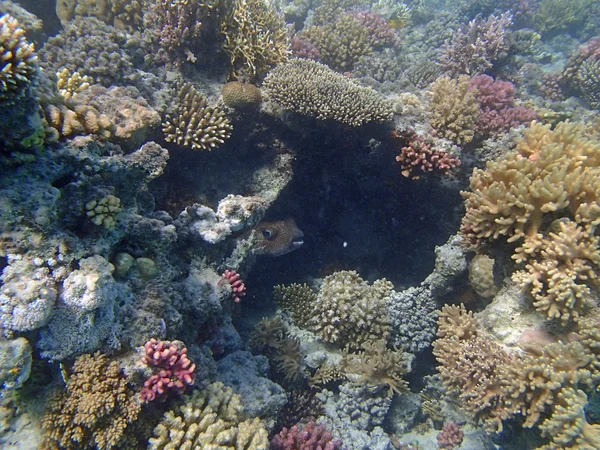 Підводний дикої природи — стокове фото