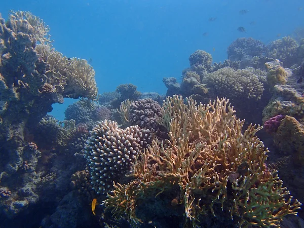 Подводная дикая природа — стоковое фото