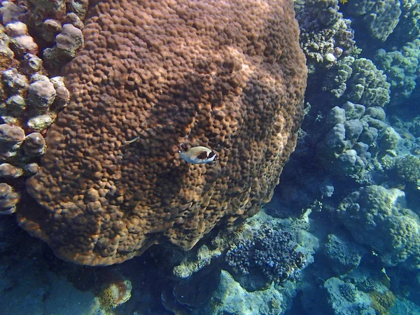 Underwater wildlife — Stockfoto