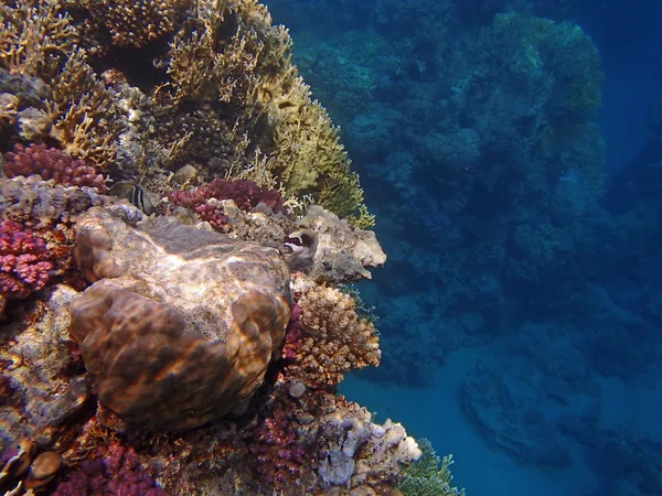 Vida silvestre submarina — Foto de Stock