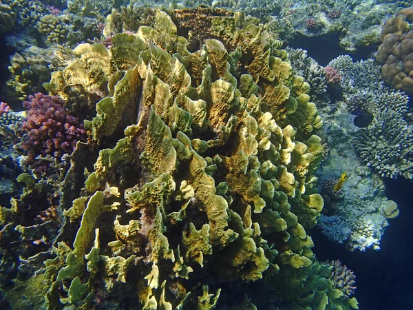 Underwater wildlife — Stock Photo, Image