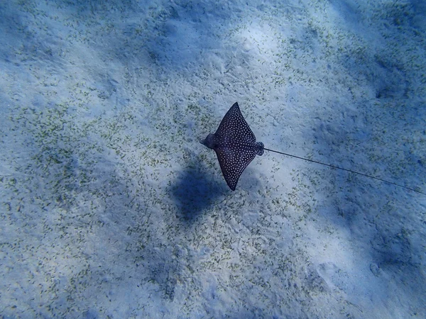 Eagleray. — Foto de Stock