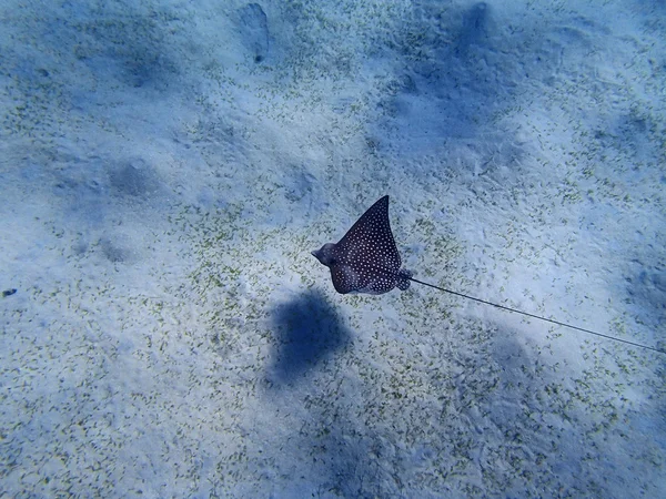 Eagleray. — Foto de Stock