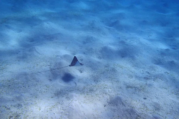 EagleRay — Foto Stock