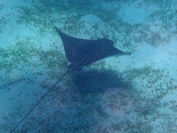 EagleRay — Foto Stock