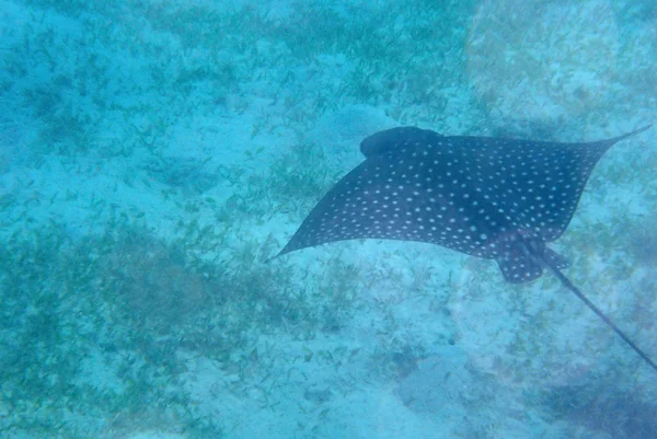 EagleRay — Foto Stock