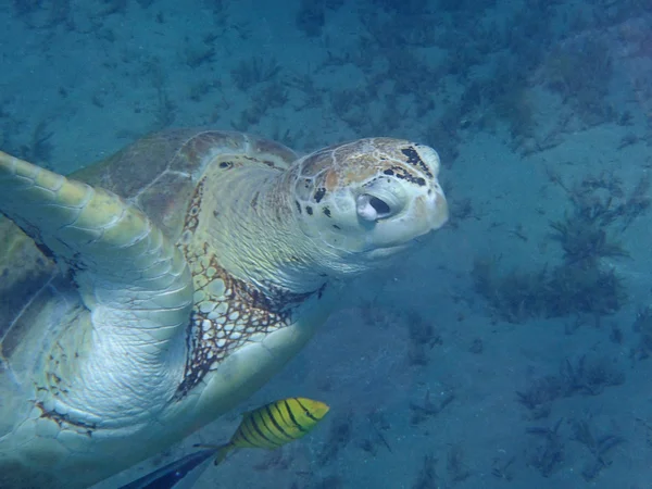 Tortue de mer — Photo