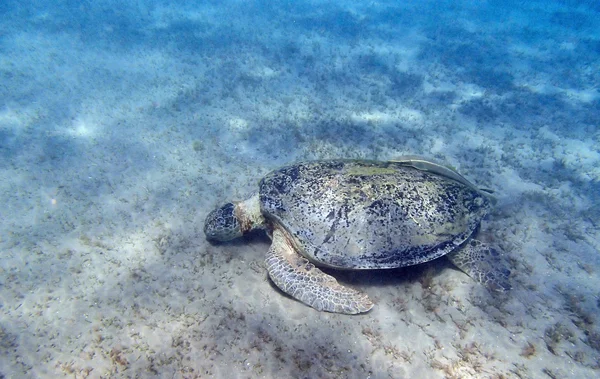 Tartaruga marinha — Fotografia de Stock