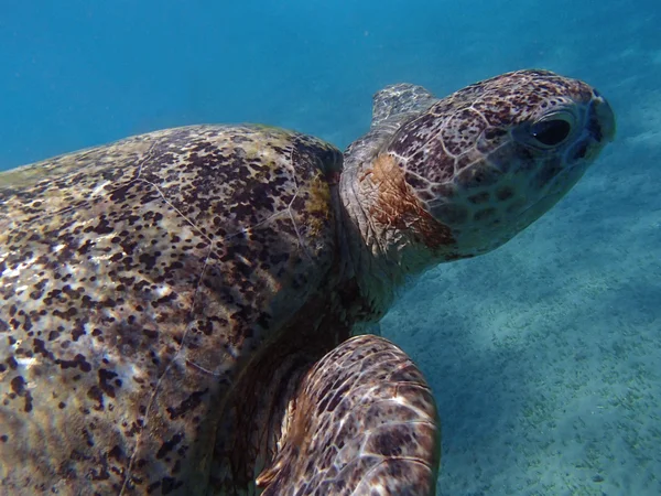 Tartaruga marinha — Fotografia de Stock