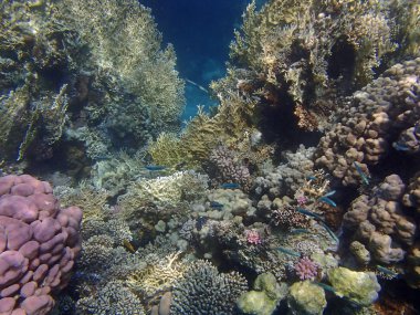 şnorkel şaşırtıcı