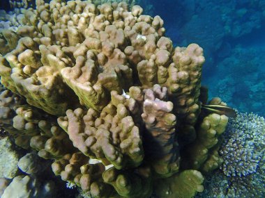 şnorkel şaşırtıcı