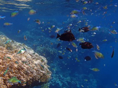 şnorkel şaşırtıcı