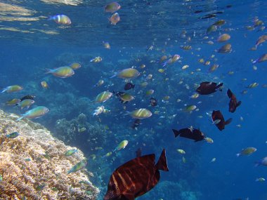 şnorkel şaşırtıcı